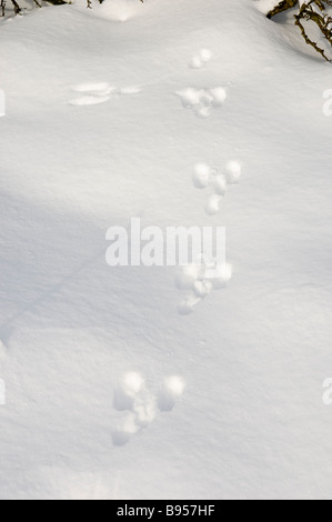 En gros plan, des empreintes de lapin impriment des pistes en hiver Snow North Yorkshire Angleterre Royaume-Uni GB Grande-Bretagne Banque D'Images