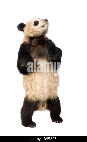 Panda géant Ailuropoda melanoleuca 18 mois devant un fond blanc Banque D'Images