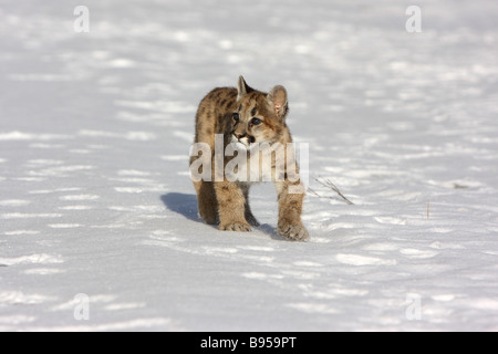Les jeunes cougar, mountain lion, dans la neige Banque D'Images