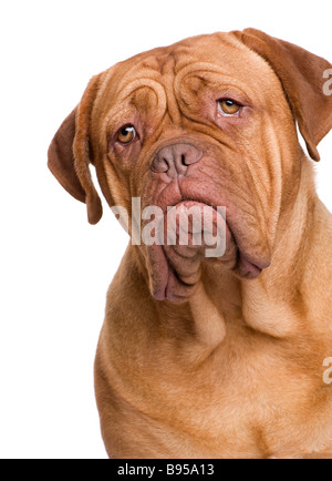 Dogue de Bordeaux 2 ans devant un fond blanc Banque D'Images