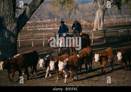 États-unis d'Amérique du Wyoming l'Agriculture deux cow-boys dans l'élevage des chevaux jeunes bovins steers sur ranch. Banque D'Images