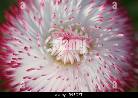 Plan macro sur une fleur rose et blanc prises en Angleterre, Royaume-Uni Banque D'Images