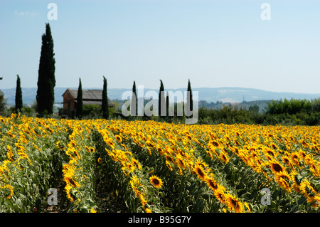 Un lit de tournesols à l'extérieur de San Gimignano, Toscane en Italie Banque D'Images