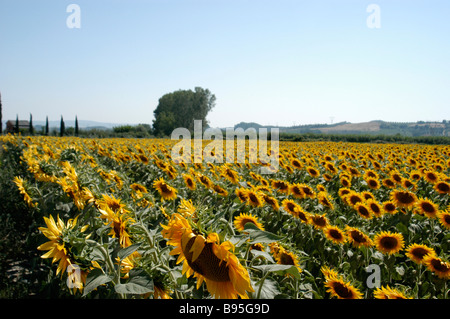 Un lit de tournesols à l'extérieur de San Gimignano, Toscane en Italie Banque D'Images