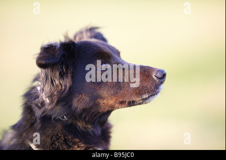 Collie noir / croix alsacien chien assis sur l'herbe à l'extérieur montrant de profil face Banque D'Images