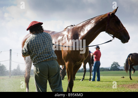 Polo pony être aspergés d'eau après un jeu, Cowdray Park, West Sussex, Angleterre. Banque D'Images