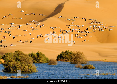 Le Maroc, dans le sud du Maroc, région de Laayoune, désert et laguna, les oiseaux migrateurs, des flamants roses (ancien Sahara espagnol) Banque D'Images