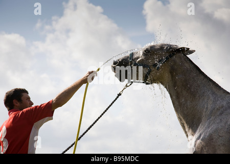 Polo pony être aspergés d'eau après un match. Cowdray Park, West Sussex, Angleterre. Banque D'Images