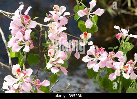 Orchid tree in flower (espèce Bauhinia), de belles fleurs roses tropicales sur une branche. Banque D'Images
