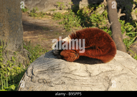 La Gélinotte Red Lemur recroquevillé et dormir dans le zoo. Banque D'Images