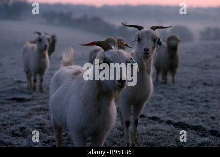 Angleterre Oxfordshire Agriculture la laine de cachemire avec des cornes de chèvre debout sur sol glacial au début de brume du matin en hiver Banque D'Images