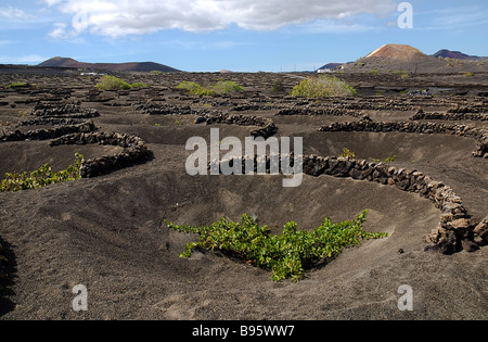 Espagne, Canaries, Lanzarote, La Geria zone de production de vin montrant schéma des zocos protégeant les vignes de vent. Banque D'Images