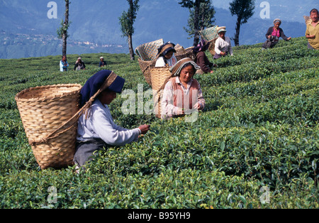 L'INDE L'Asie du Sud Ouest du Bengale plantation de thé Darjeeling thé femelle vendangeurs au travail sur la colline de mettre dans des paniers de feuilles Banque D'Images