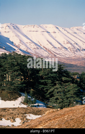 Liban cèdre du Liban Cedrus lebani. De vieux arbres en forêt connue sous le nom de cèdres de l'Éternel avec des montagnes couvertes de neige Banque D'Images