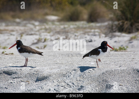 Huîtrier d'Amérique sur plage sur Egmont Key State Park en Floride Banque D'Images