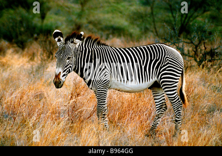 Le zèbre de Grevy EN AFRIQUE KENYA Banque D'Images