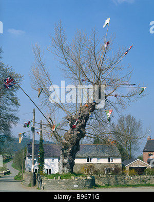 Aston on Clun, Shropshire, Royaume-Uni. L'arbre d'origine, un vieux peuplier noir décoré de drapeaux pour le jour de l'arbre (29 mai). Il a été replanté depuis Banque D'Images