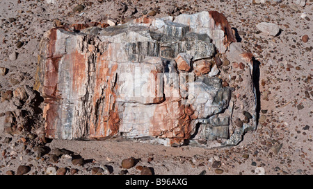 Close up coloré d'un morceau de bois pétrifié le long du sentier Blue Mesa au Parc National de la Forêt Pétrifiée Arizona USA Banque D'Images