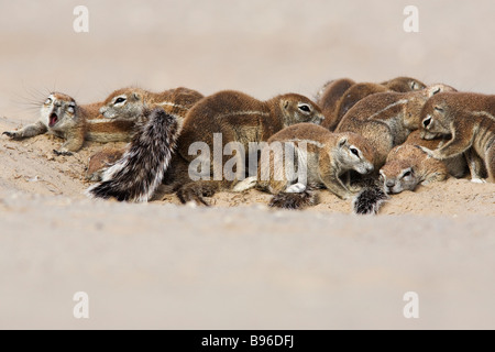 Les spermophiles Ha83 inuaris à burrow Kgalagadi Transfrontier Park Northern Cape Afrique du Sud Banque D'Images