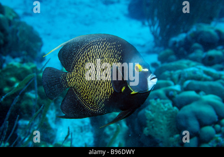 Angelfish Pomacanthus paru Français adultes Bonare Dutch Caribbean Pomacanthus paru sont abondantes le long des récifs le long des deux côtés Banque D'Images