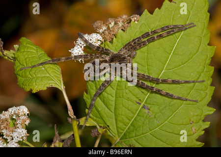 Wolf Spider - Famille Lycosidae - Gros plan sur leaf - New York - USA Banque D'Images