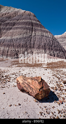 Un morceau de bois pétrifié le long du sentier Blue Mesa colorés dans les badlands de Petrified Forest National Park Arizona USA Banque D'Images