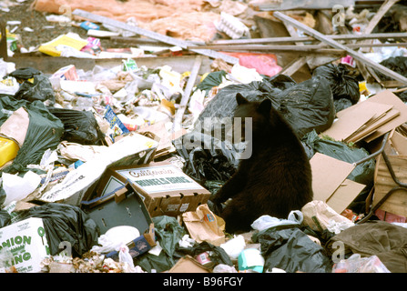 L'ours noir (Ursus americanus) à la recherche de nourriture dans un dépotoir Banque D'Images