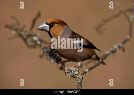 Kernbeißer Coccothraustes coccothraustes Hawfinch assis sur des hommes de la direction générale Banque D'Images