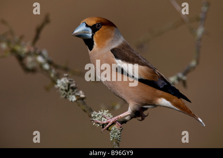 Kernbeißer Coccothraustes coccothraustes Hawfinch assis sur des hommes de la direction générale Banque D'Images