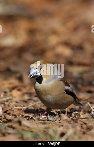 Coccothraustes coccothraustes Hawfinch, femelle, au Royaume-Uni. Banque D'Images