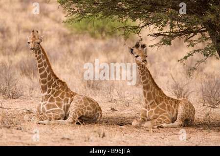 Girafe Giraffa camelopardalis jeune reposant sous arbre Kgalagadi Transfrontier Park Northern Cape Afrique du Sud Banque D'Images
