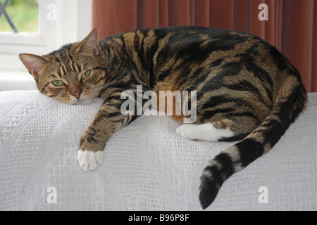 Chat Tigre Couche Sur Le Dos D Un Fauteuil Photo Stock Alamy