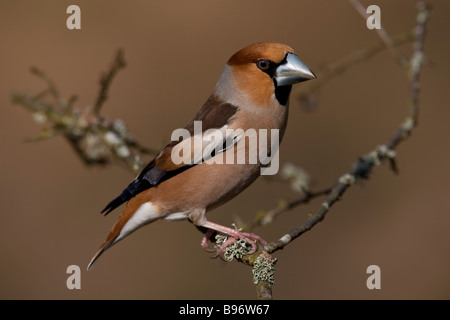 Kernbeißer Coccothraustes coccothraustes Hawfinch assis sur des hommes de la direction générale Banque D'Images