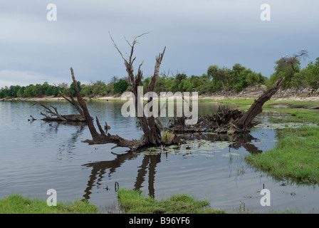 Réflexion sur l'arbre dans la rivière Chobe National Park, Botswana Banque D'Images