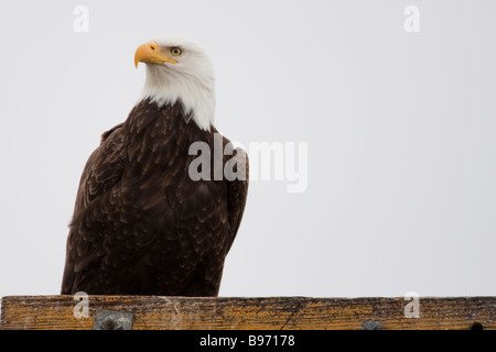 Pygargue à tête blanche (Haliaeetus leucocephalus), Tule Lake National Wildlife Refuge, California, USA Banque D'Images