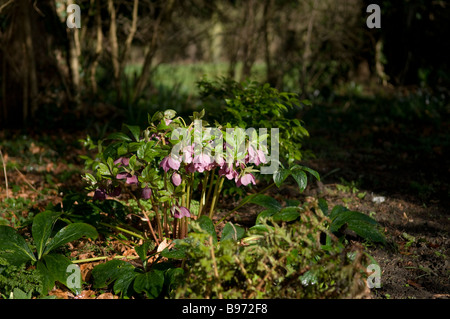 L'hellébore rose en fleur Banque D'Images