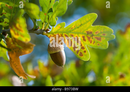 Acorn sur oak tree Banque D'Images