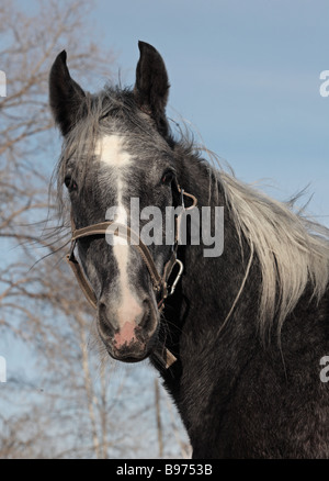 Portrait de cheval. Orlov trotter, Russie Banque D'Images