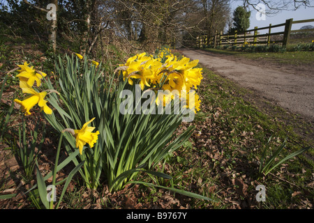 Jaune jonquille fleurs sauvages qui poussent à l'état sauvage dans la campagne Banque D'Images