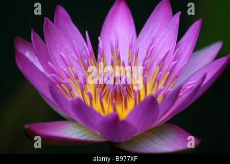 Pink water lily close up. Banque D'Images