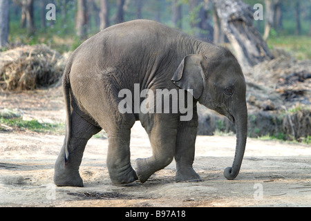 Un bébé éléphant dans le centre d'élevage d'Éléphants Sauraha près du Parc national royal de Chitwan au Népal. Banque D'Images