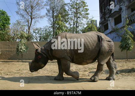 La beauté, le résident et le tame seul rhinocéros unicornes dans le village népalais de Chitwan, Népal, près de Parc national de Chitwan. Banque D'Images