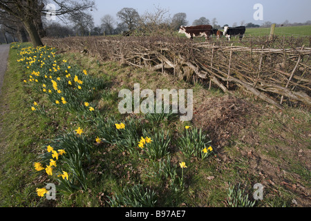 Jaune jonquille fleurs sauvages qui poussent à l'état sauvage dans la campagne Banque D'Images