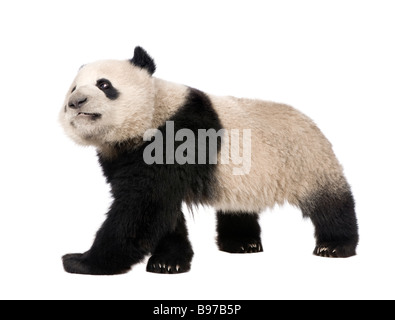 Panda géant Ailuropoda melanoleuca 18 mois devant un fond blanc Banque D'Images