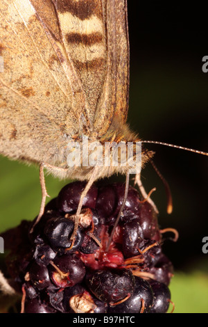 Papillon Pararge aegeria bois mouchetée Nymphalidae se nourrissent d'une mûre UK Banque D'Images