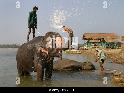 Les éléphants d'Asie de se baigner dans la rivière Rapti, Népal Sauraha dans. Banque D'Images