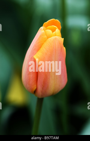 Triumph Tulipa Manhattan photographié à jardins de Keukenhof à Lisse, aux Pays-Bas Banque D'Images