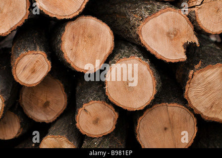 Une pile de bois fraîchement coupé empilés et prêtes pour l'hiver. Banque D'Images