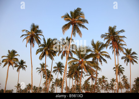 Inde Goa plage de Colva Coconut Palm Grove Banque D'Images