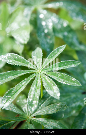 Les feuilles de manioc couverte de rosée Banque D'Images